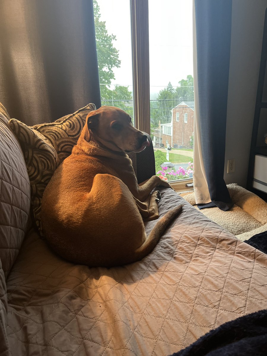advancedvestib1's tweet photo. Are you ready for Module 1 to begin this morning? I know all of our pets can’t wait for all of the great lectures we have scheduled this weekend! #vestibularPT #AVPT https://t.co/oOCJF4NRuV