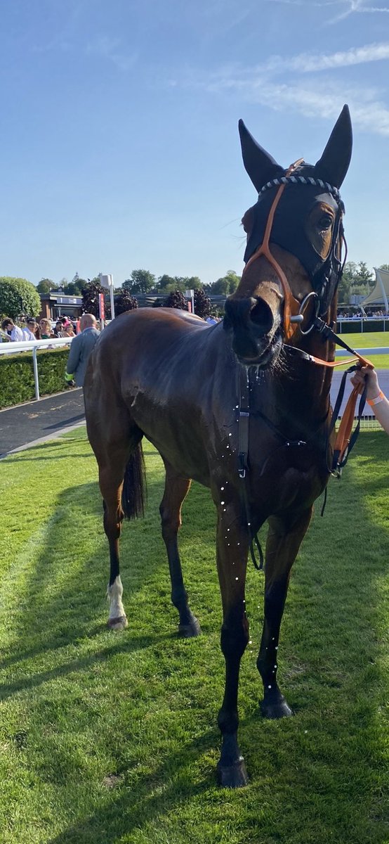 Can’t wait to see my girl strut her stuff later at york, looks fantastic and moving well at home, hopefully improves again from her last run but most importantly comes home safe and sound. @DavidNo45583497 takes the ride for @ivanfurtado21 #lizzie 🏇🏻