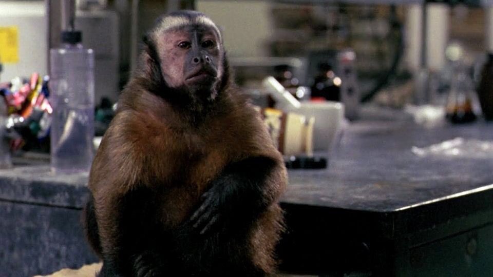 Monkey Shines was released #OnThisDay in 1988. 🐒🎬.      #GeorgeRomero #HorrorHistory