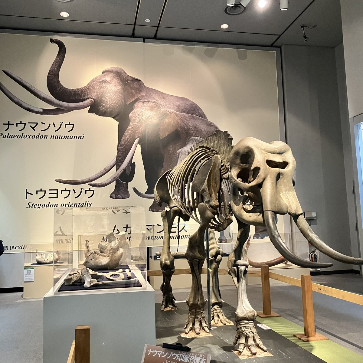 komaiayumi's tweet photo. 千葉県立中央博物館で開催中の特別展「よみがえる チバニアン期の古生物」のスマホ音声ガイドのナレーターを務めさせて頂きました。中央博物館は幼い頃からよく足を運んでいた特別な場所。大役を務めさせて頂きとても嬉しいです！かつて千葉にこんな生き物がいたんだ！と驚くはず！ぜひ中央博物館へ☺️ https://t.co/NsLIzpyAaU