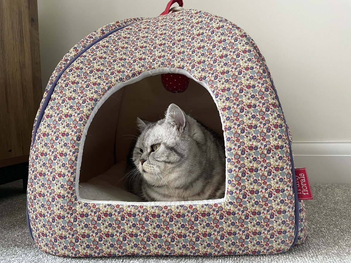 rosiepiecat's tweet photo. #caturday pondering how my fat lip (allergic reaction) cost my owner £90 in vets fees this week. Luckily I’m worth it! 😻 https://t.co/Au8KEmAIcz