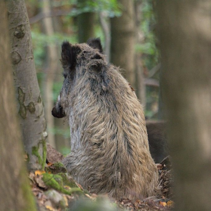 FrancAller_info's tweet photo. Quand, cette année, c'est ni en juillet, ni en août... 
Grouïc 🐗
#AuTaff https://t.co/aoVHFc0Mgm