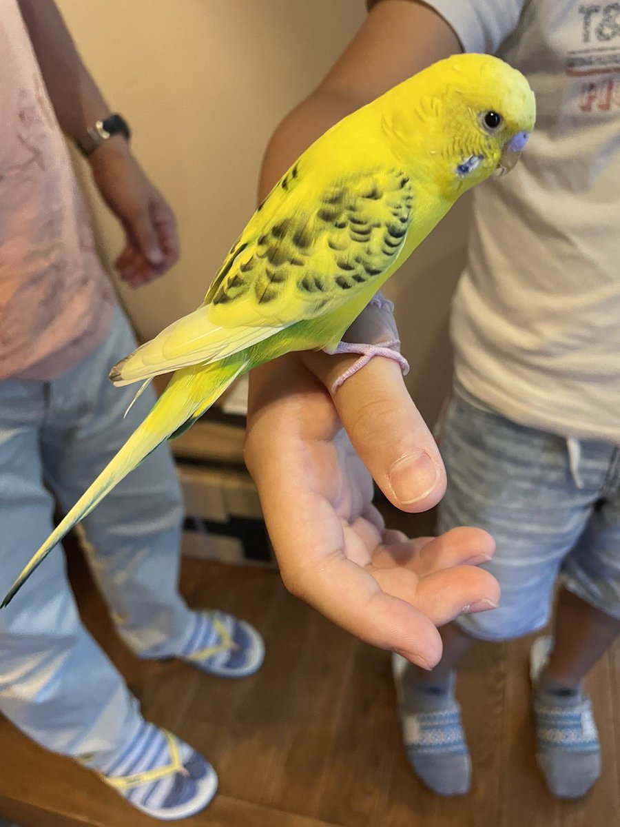 Kurosu_iturn's tweet photo. 7/29（土）午前10:30ごろ
深谷市内の自宅に迷いこんできた鳥（インコ？）を保護しました。
かなり人慣れしていますし、大切に育てられていたのだと思います。
いなくなってしまってお探しの方やお心当たりはございませんか？
無事に帰れますようご協力お願いします。

#拡散希望
#迷い鳥
#迷子鳥 https://t.co/kF8uVgWcy1
