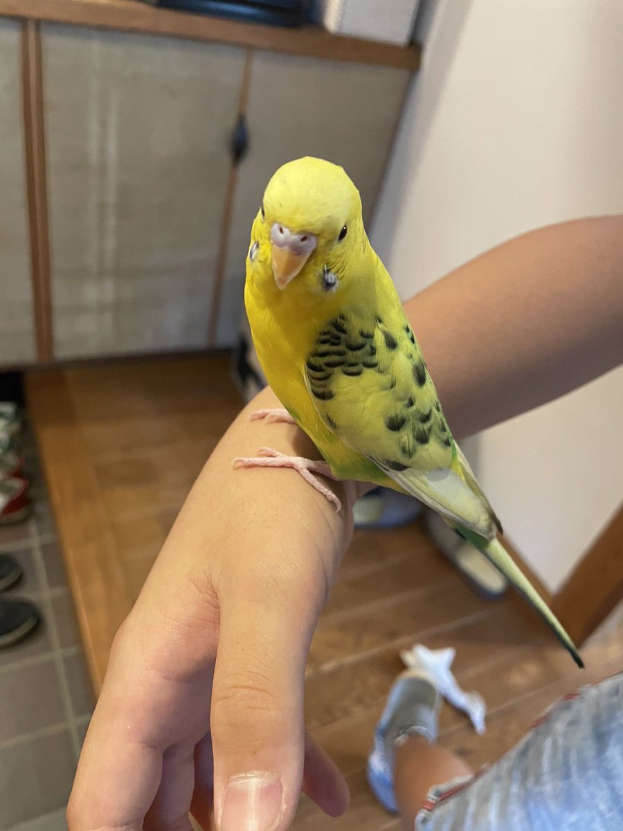 Kurosu_iturn's tweet photo. 7/29（土）午前10:30ごろ
深谷市内の自宅に迷いこんできた鳥（インコ？）を保護しました。
かなり人慣れしていますし、大切に育てられていたのだと思います。
いなくなってしまってお探しの方やお心当たりはございませんか？
無事に帰れますようご協力お願いします。

#拡散希望
#迷い鳥
#迷子鳥 https://t.co/kF8uVgWcy1
