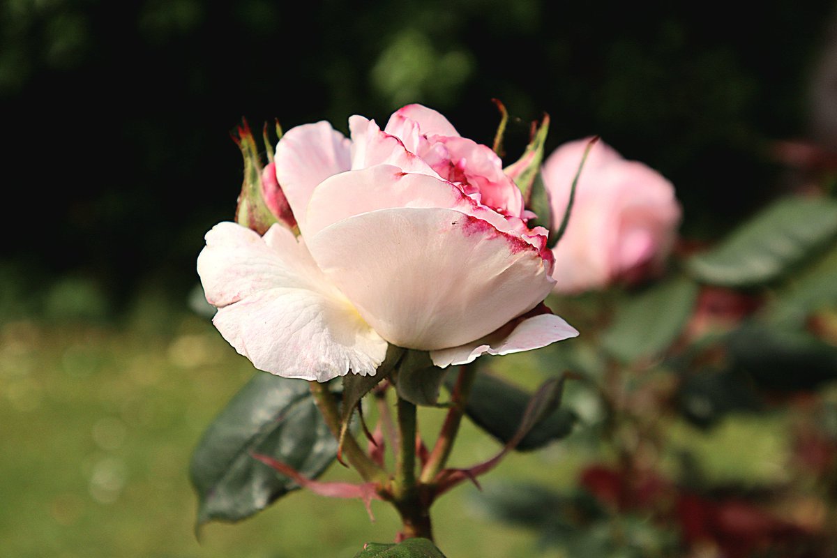 Happy weekend! 🌞🌹🌞

#nature #relax #calmcado