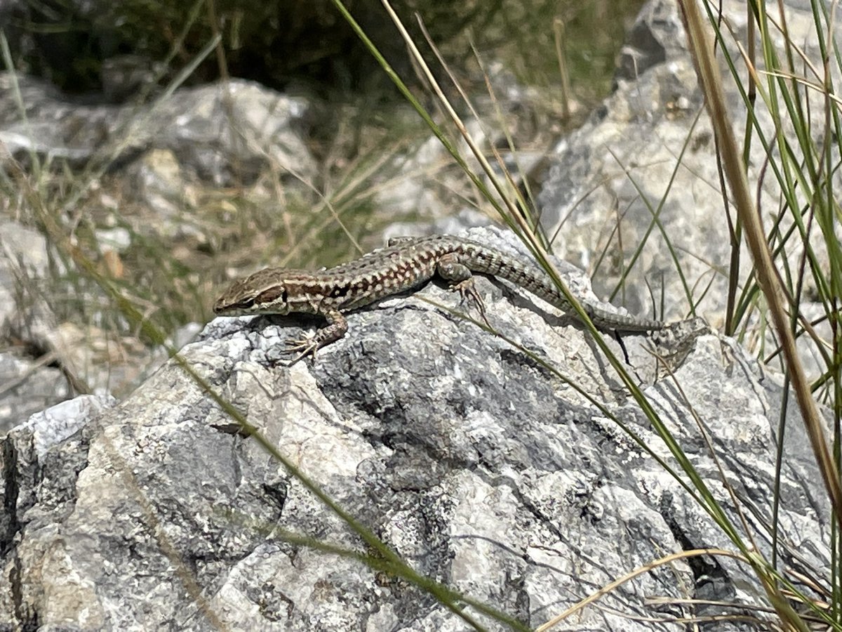 Dr. McGee <a href="/Afro_Herper/">Dr. Earyn McGee, Lizard lassoer 🦎</a> do you what’s happening to the lizards in the south of Europe? There used to be many more in my memories…
Also let me know if you’re interested in an associated #findthatlizard pic…