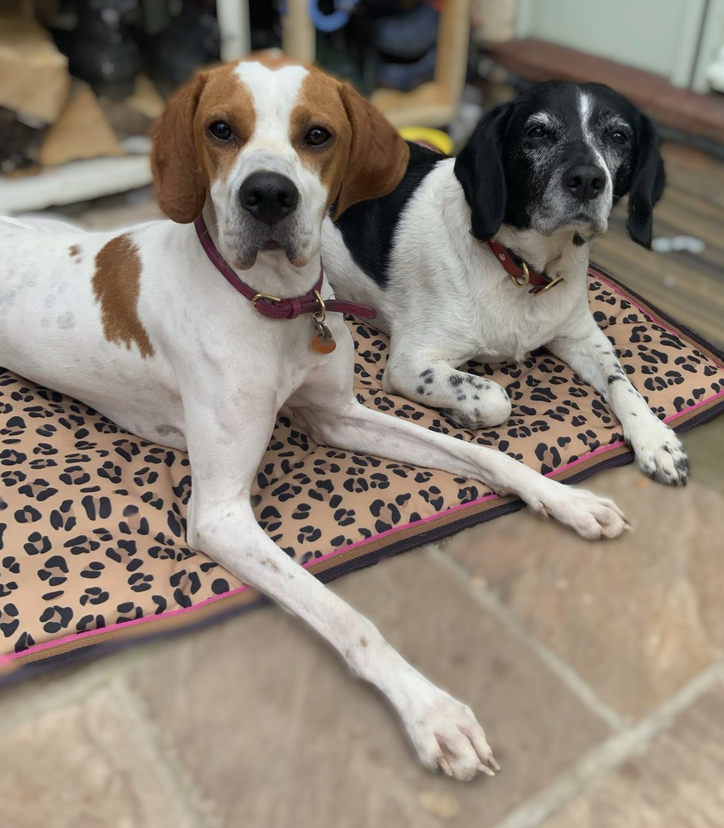 LauraJeanneArt's tweet photo. Good Morning from Bella-Rose & Ruby-Rose! π₯° πΎ #englishpointer #beagle #beaglecross #dogsofinstagram https://t.co/zdJutDyaJt