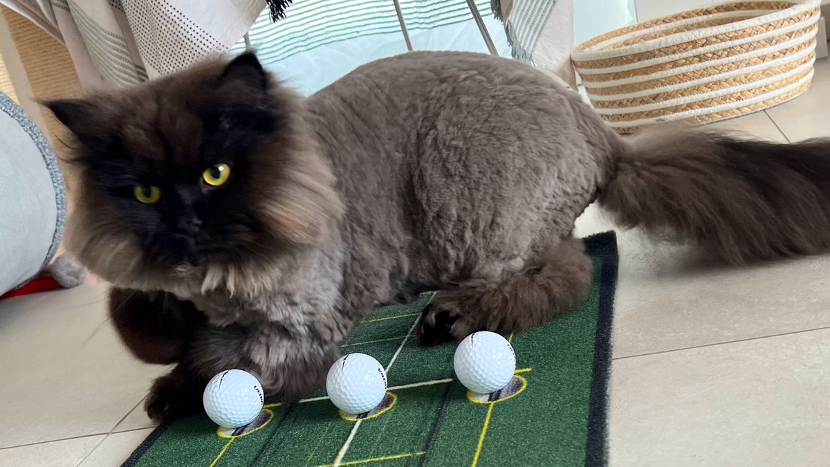 Ru_and_Po's tweet photo. ⛳️ゴルフコーチ🐱

最近、このパターマットが大好き💕

#ゴルフ　#猫写真　
#猫好きさんと繫がりたい #猫のいる生活 
#サマーカット #サイベリアン https://t.co/X0OtZFIe4E