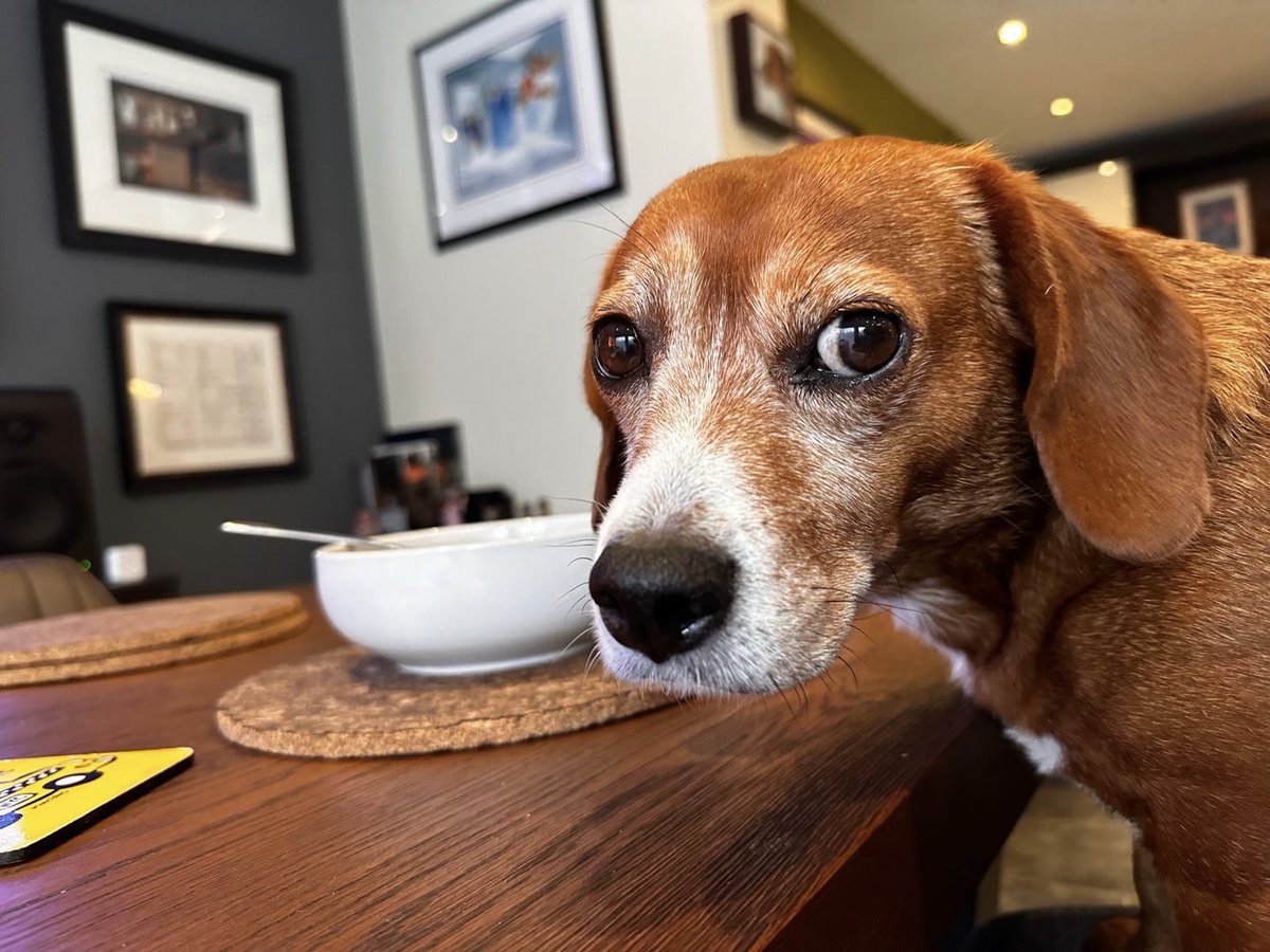 marcsilk's tweet photo. Good morning from Honey The Cheagle
#Chihuahua +#Beagle = #Cheagle
πβοΈππΌ https://t.co/xKnf5Zzymq