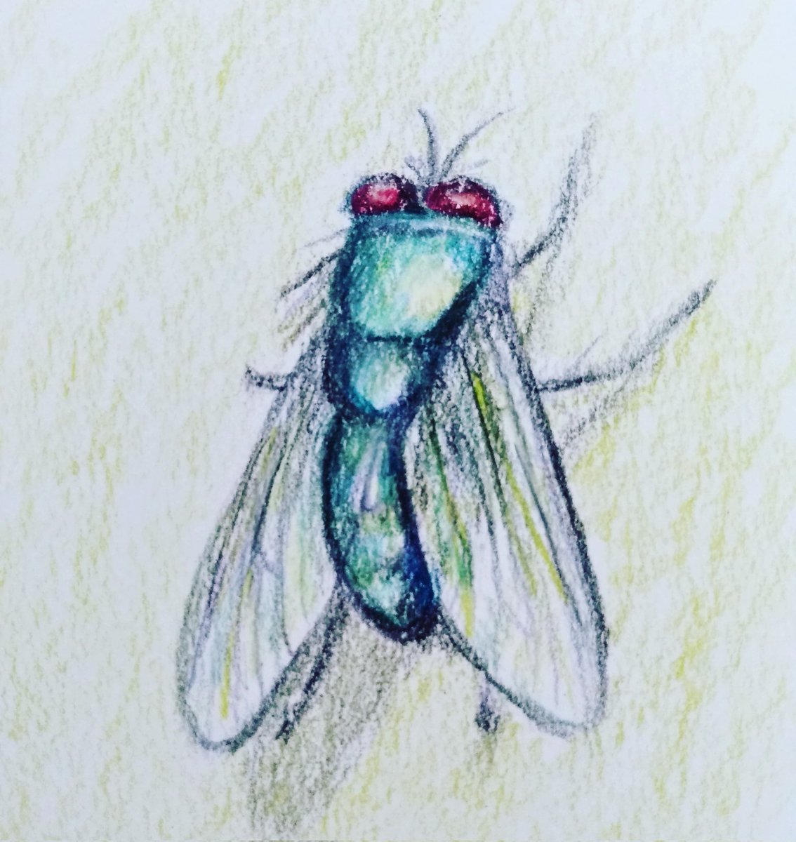 ksneathart's tweet photo. Day 29 of #SummerBuggin ✨ Blue Bottle Fly . One of these tried to land on my ice cream yesterday! Arrived at my in-laws in the countryside yesterday. Very peaceful and surrounded by 🌻🌻 🌻 Have a lovely weekend! #bluebottlefly #bluebottle #fly #bug #insect #buzzbuzz https://t.co/QLDlAxfU87