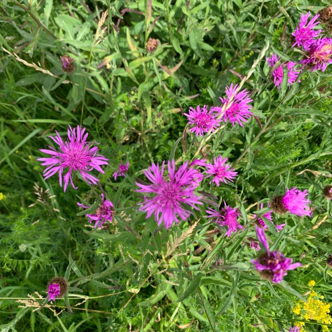 Knapweed - some keepers find that tortoises don’t always eat it. Often tortoises will eat certain plants at specific times of the year, and In the wild, it has been noted that they tend to eat the new leaves in early spring, then the flowers and older leaves later in the year.