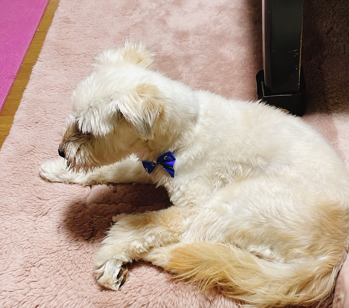 s_and_n's tweet photo. 行方不明になってから10日。
ポスティングもしてもらったし、貼り紙もお願いしたりしてるけど、目撃情報も1つもなし。

きっとどこかの家に保護されていて、未届けになっているだけのはず。

その人に届くように、ご協力お願いします！

#拡散希望 #迷子犬 #迷い犬 #矢板 #栃木 #情報求む https://t.co/dPruAXps7F