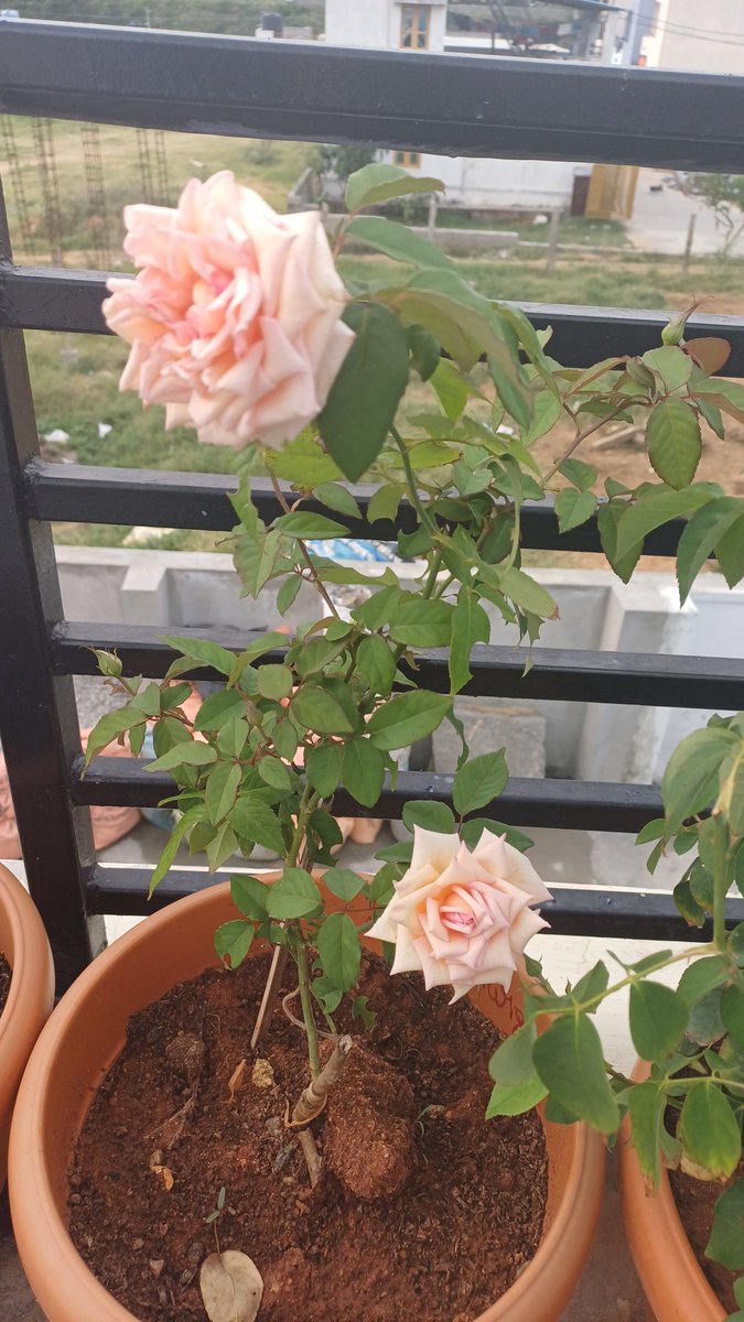 Dhurga05's tweet photo. The Rose🌹speaks of Love Silently, in a language known only to the heart #HappinessBlooms 😇 https://t.co/YUaZKOolpg