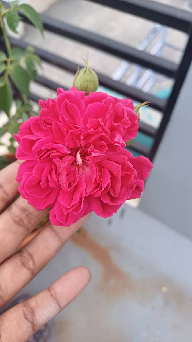 Dhurga05's tweet photo. The Rose🌹speaks of Love Silently, in a language known only to the heart #HappinessBlooms 😇 https://t.co/YUaZKOolpg