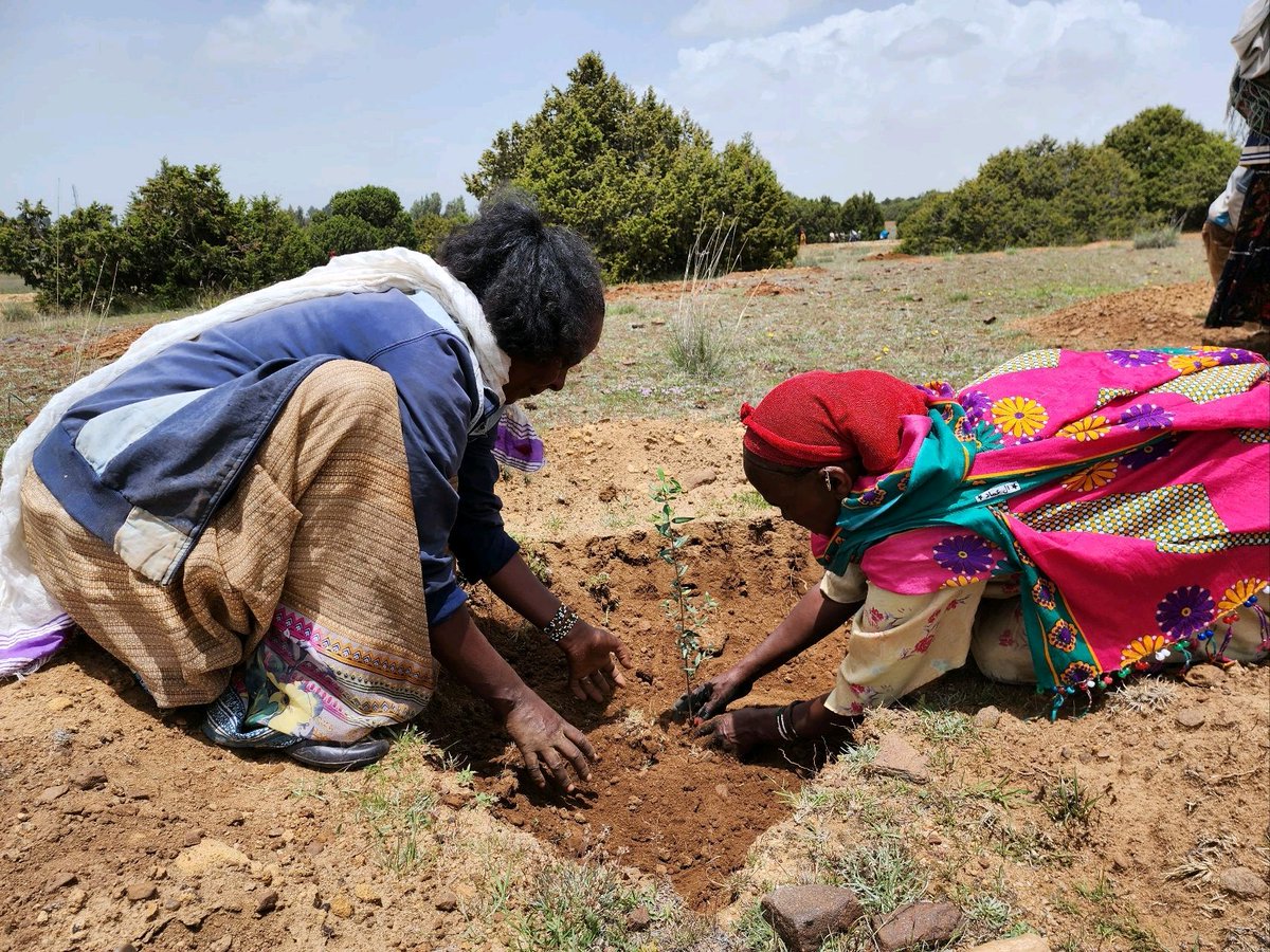 Goyteom37's tweet photo. The hard working my people of #Tigray. With the help of @WeForest_org a 4500 Ha of degraded forest land was committed to restore at Desea State Forest at Tabia Ruba Feleg of District of #Atsbi. 
#Desea #Atsbi_Wemberta

@TeklehaymanotG @FitwiDesta @AfroDendro https://t.co/cDN9tC1IE8
