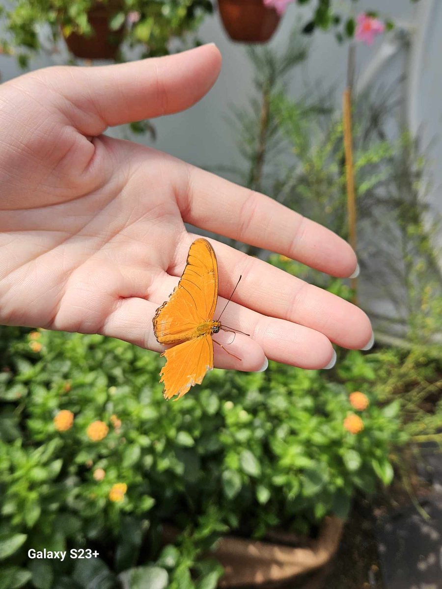 Malgorzata_87's tweet photo. Miłego weekendu🦋🤗🍀
#dziendobry #GoodMorningEveryone #MyPhoto #Haveaniceday #nature #butterfly #weekend https://t.co/bitJKTkqho