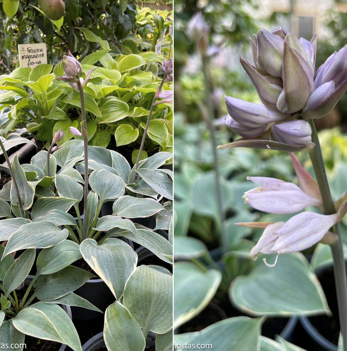 johnplant60's tweet photo. Well here we are nearly the end of July and finally Hosta Frosted Dimples is flowering. With this years wet and cooler summer a lot of Hostas seem to be flowing later than usual. Great slug resistance and sun tolerance.
https://t.co/wSUa3PfUhA https://t.co/lDkWv5Hsws