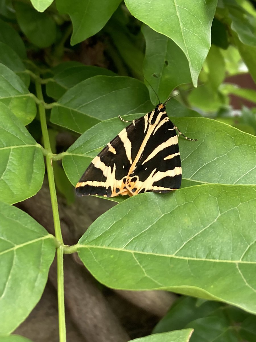 Lovely to see this Jersey Tiger moth again on our @savebutterflies #BigButterflyCount yesterday in our West London garden!