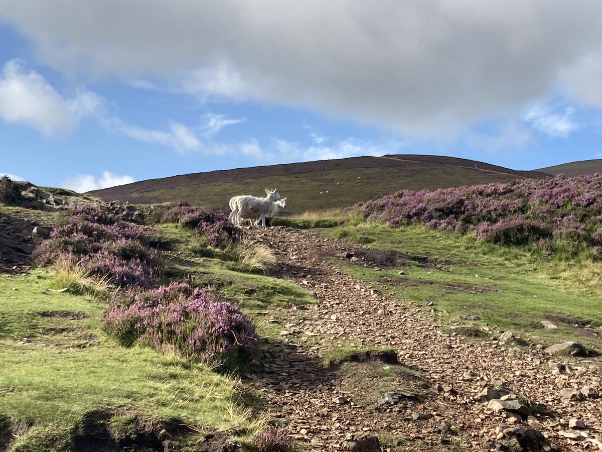 Dr David Watson tweet media