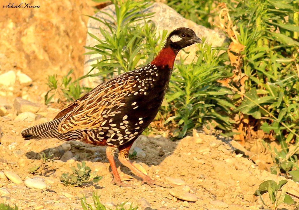 skuscu46's tweet image. Bildiğiniz tüm sanat eserlerini unutun ve her bir desenine ayrı ayrı bakın. Böyle bir güzellik var mı acaba?

#turaç #selcuk_kuscu_birds #KahramanmaraşKuşları