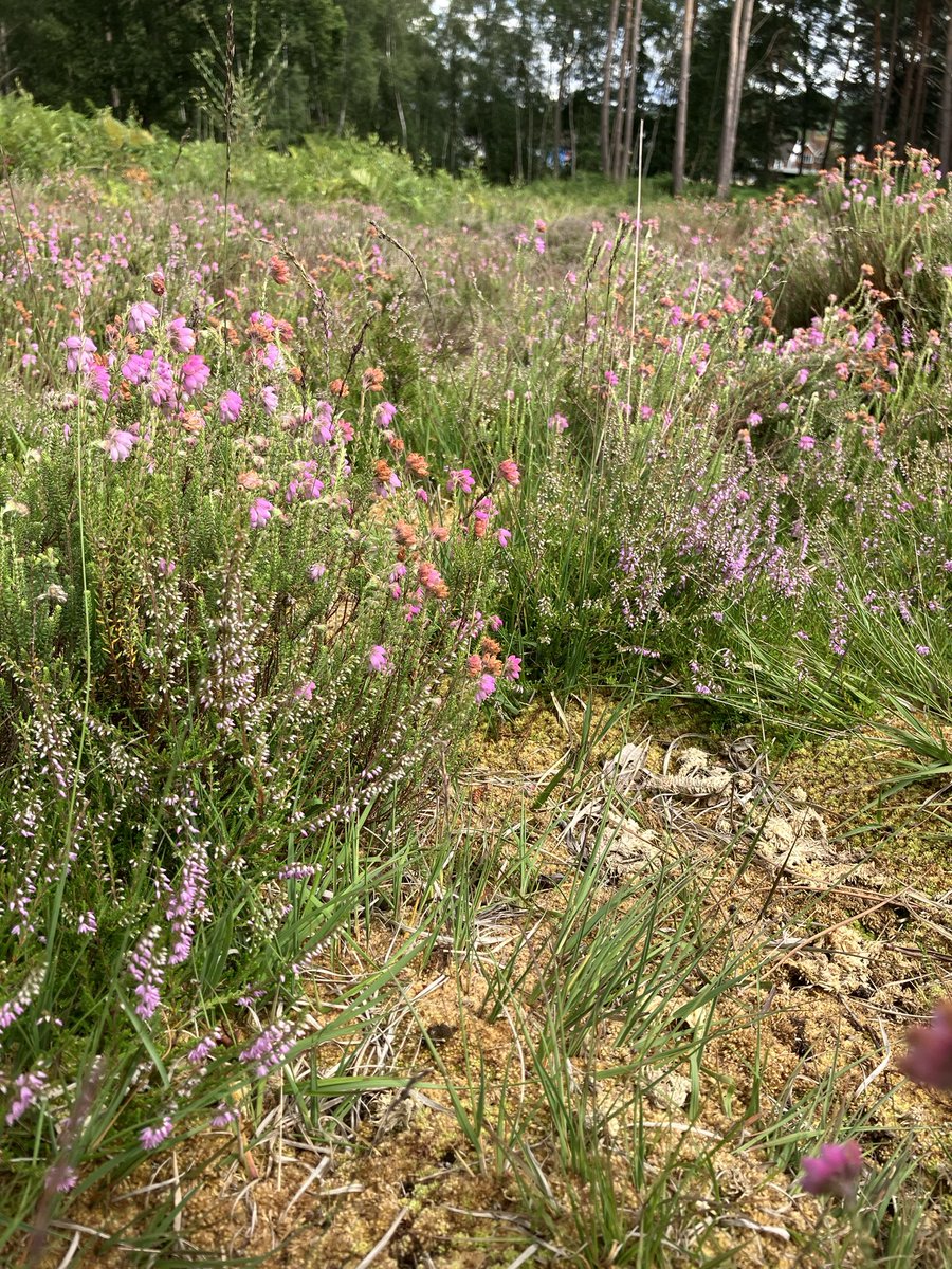 Reigate Heath SSSI tweet media