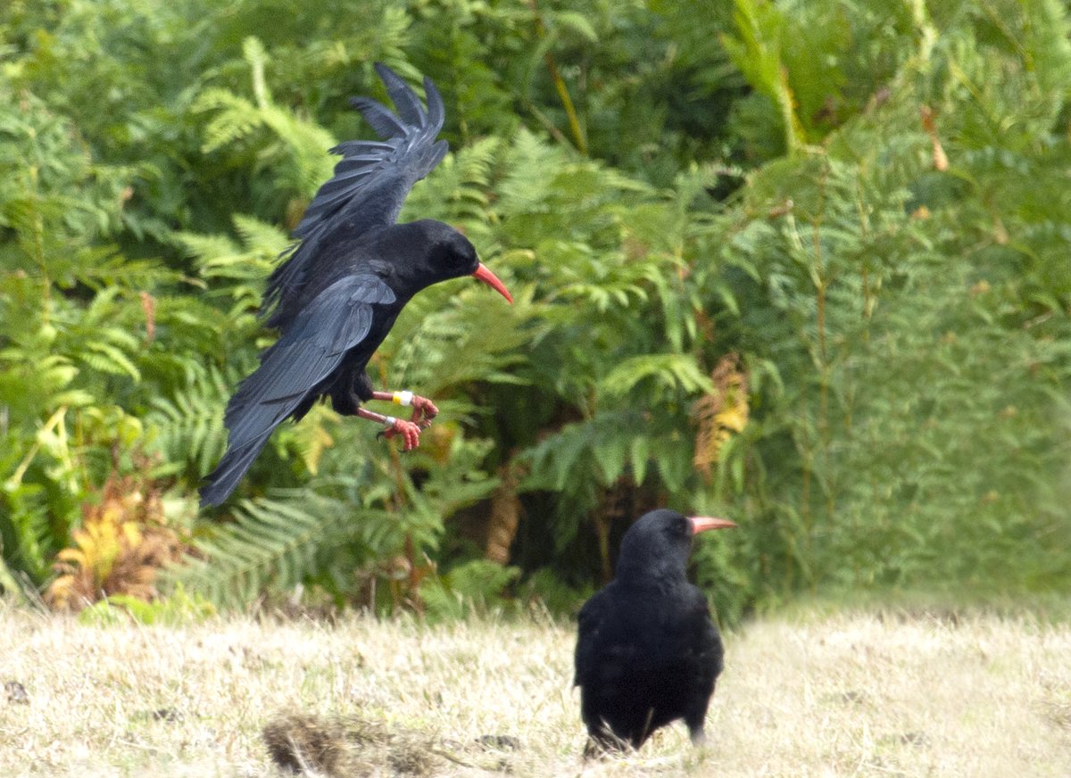 Through the Birds on the Edge project, a breeding and reintroduction partnership between the Jersey National Trust, the States of Jersey Department of Environment &amp; Durrell these charismatic birds can now be enjoyed again by everyone in this spectacular &amp; iconic environment