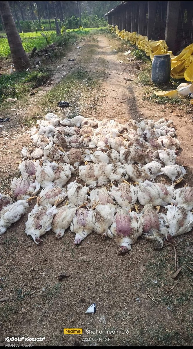 akpfa21's tweet photo. From innocent poor farmers whose livelihood is only the poultry income. You sell your bird's at 140 and pay farmers only 3 to 6 rupees per kg. BV. Rao the father of indian poultry made this system for the welfare of farmers but now you people are going in another way shame on u. https://t.co/Z3ctGE70PN
