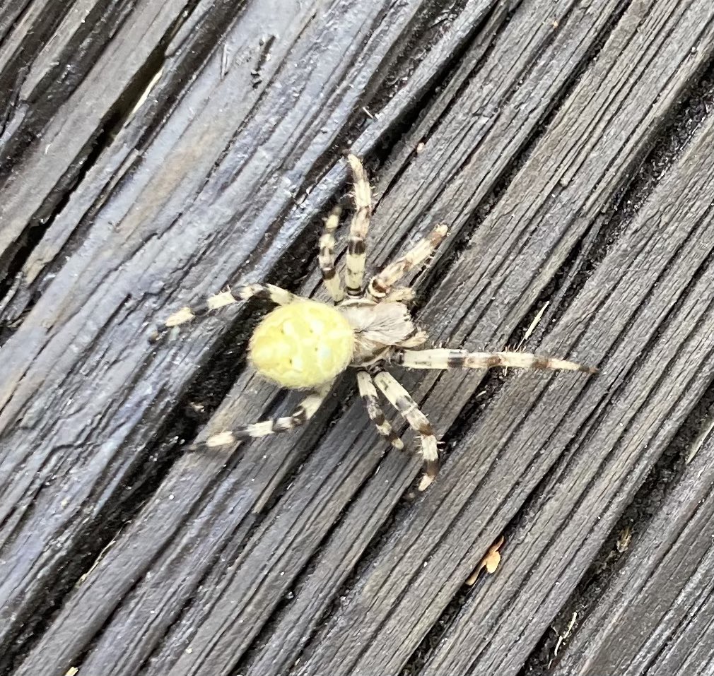 Denise Sutton 🇺🇦🐈‍⬛🐈 tweet media