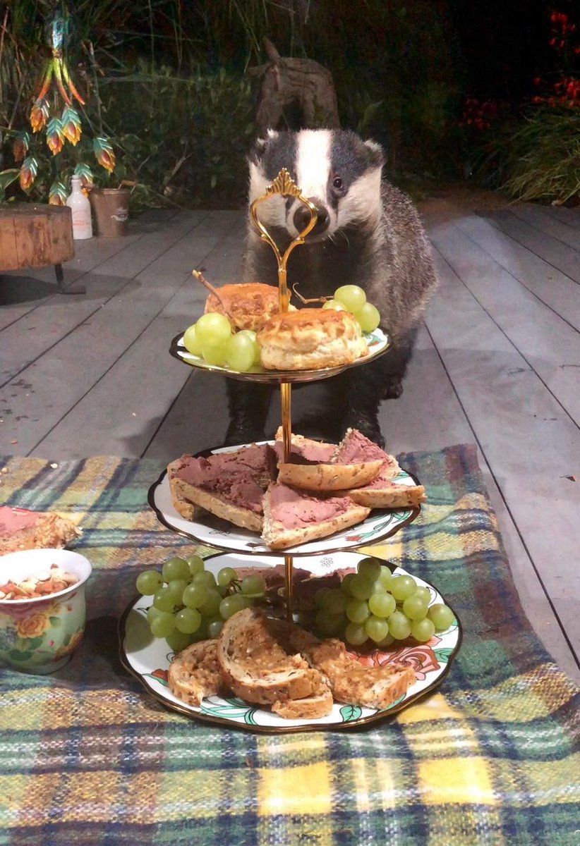 Mr Lumpy day today! He was always treated like a king 👑 🦡🐾🐾❤️