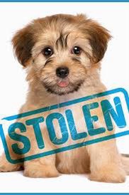 #PetsAreFamily not property!  

Please sign to make #Dog & #Cat theft a specific criminal offence.

#PetAbduction is no joke, it breaks 💔. 

PLS SIGN & RT petition petition.parliament.uk/petitions/6401…

Check out call for action #PetTheftReform pettheftreform.com/act-now. @Dr_Dan_1