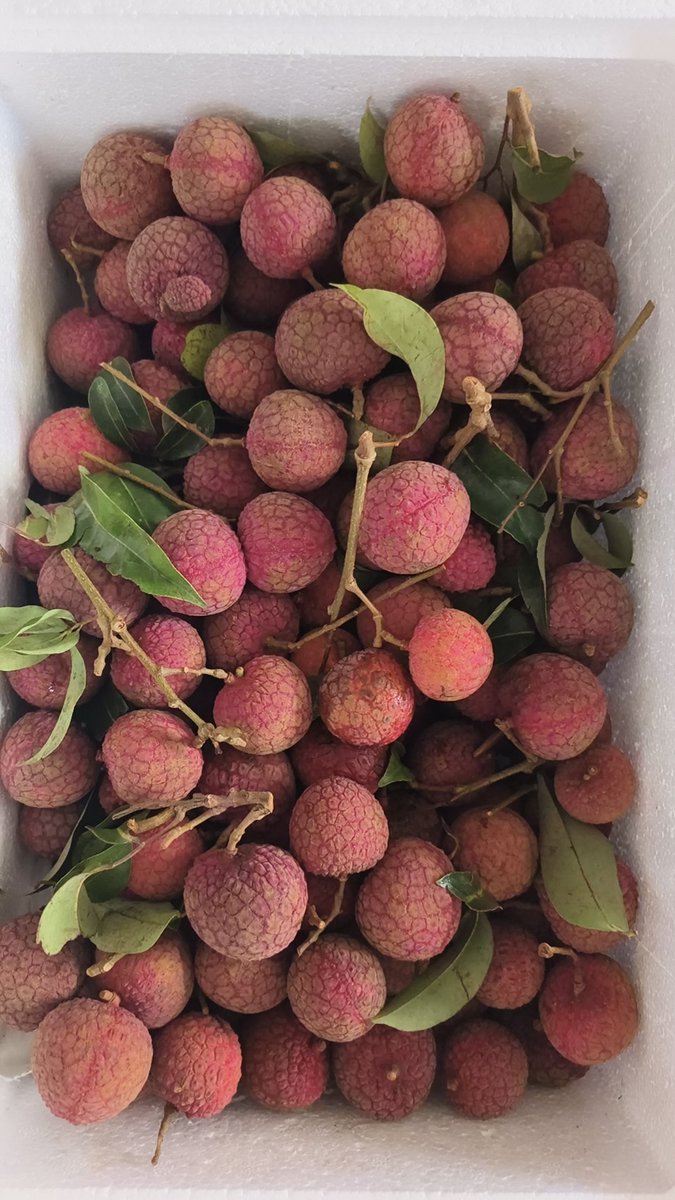 66Dwolf's tweet photo. at the end of litchi season https://t.co/Ta49WpCaV9