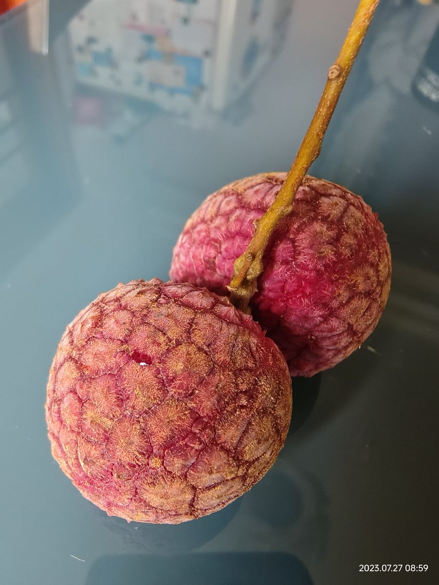 66Dwolf's tweet photo. at the end of litchi season https://t.co/Ta49WpCaV9