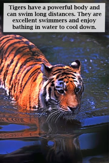 FollowRobinAge's tweet image. Today is International Tiger Day, also known as Global Tiger Day. Celebrate the day with fun facts about tigers!  Did you know? Tigers play a vital role in maintaining the balance of our ecosystems.

#endangeredspecies #facttime #tigers #bengaltiger #siberiantiger #sumatrantiger