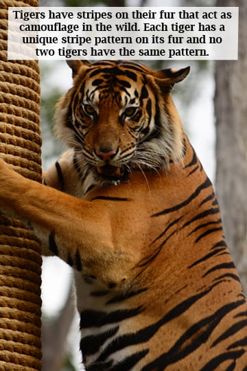 FollowRobinAge's tweet image. Today is International Tiger Day, also known as Global Tiger Day. Celebrate the day with fun facts about tigers!  Did you know? Tigers play a vital role in maintaining the balance of our ecosystems.

#endangeredspecies #facttime #tigers #bengaltiger #siberiantiger #sumatrantiger