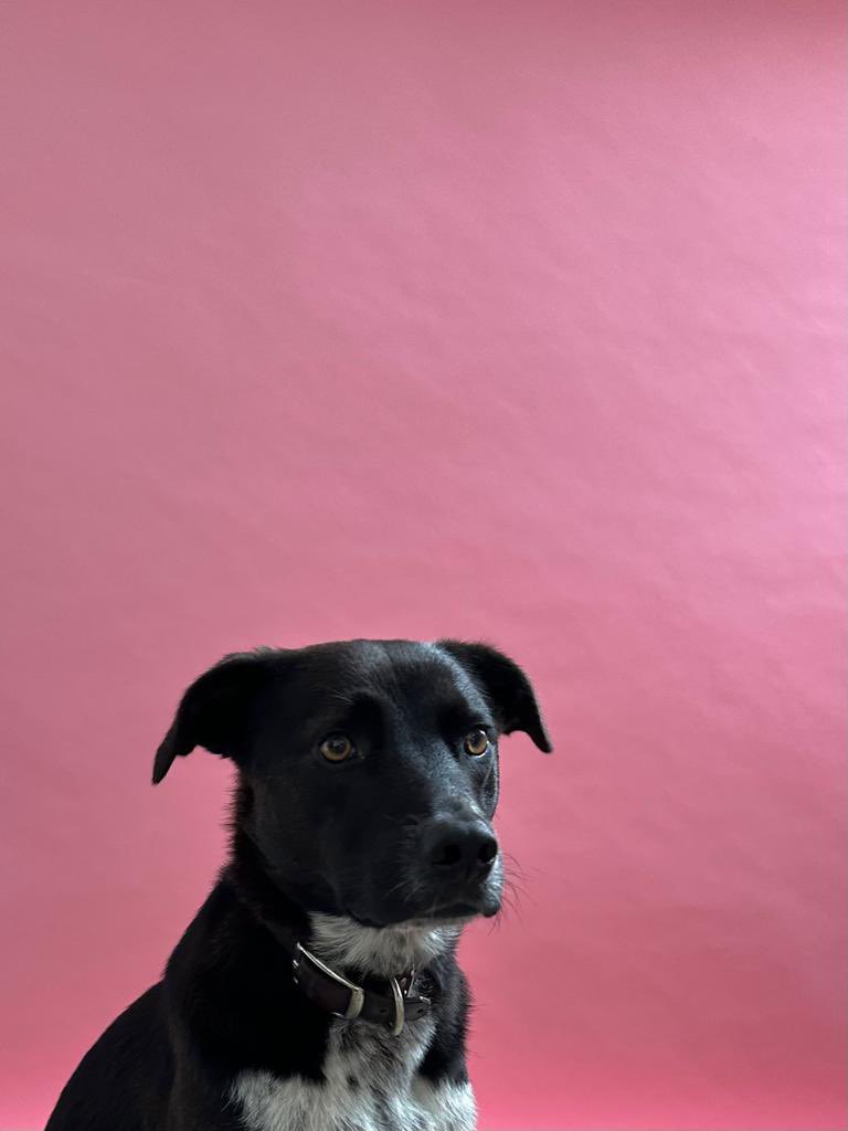sabinemetz's tweet photo. My studio assistant just a great job helping me test the light 

10/10 good boy https://t.co/j4aQ8q2mxV