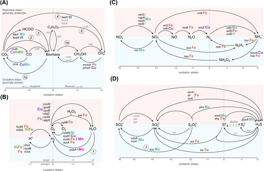 Just out the press in #Essays <a href="/PPPublishing/">Portland Press</a>! With my <a href="/ERC_Research/">European Research Council (ERC)</a> #erc_coevolve team <a href="/UninaIT/">Unina Federico II</a> and some key collaborators we have redrawn the #biogeochemical cycles thinking about the key #metals involved as cofactors doi.org/10.1042/EBC202…
1/3