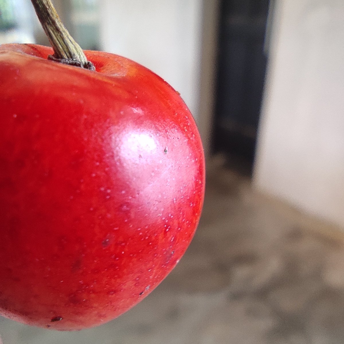Venkat3681's tweet photo. #Cherries
#fruits #fruit #macrophotography #macroshot #fruitphotography #fruitstagram #myclick #red #cherry #macronature #pocom2pro #nofilter #flowersandmacro #photographylife #photographylovers #photographyart #fancyfruit #closeupphotography #photostagram #macrophotographer https://t.co/oFChvoGXUg