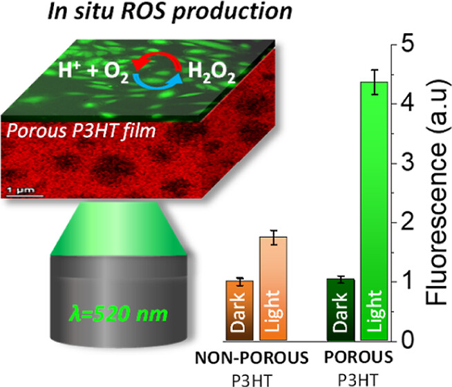 New article published in @ACS_AMI! Semiconducting Polymer #Nanoporous Thin Films as a Tool to Regulate Intracellular #ROS Balance in Endothelial Cells 💡🫀 @eu_lionhearted @POLYMAT_BERC in collaboration with @unibo @IITalk_projects pubs.acs.org/doi/full/10.10…