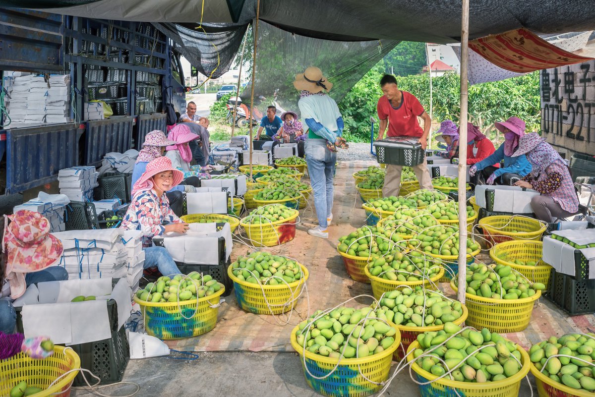 Freshness in every bite!😋 From picking to packaging and transportation, #mangoes cultivated in #Baise, South #China's #Guangxi Zhuang autonomous region, one of China's #GI products, are expected to yield a whopping 1.25 million tons in 2023.📈  #ChinaGIproducts