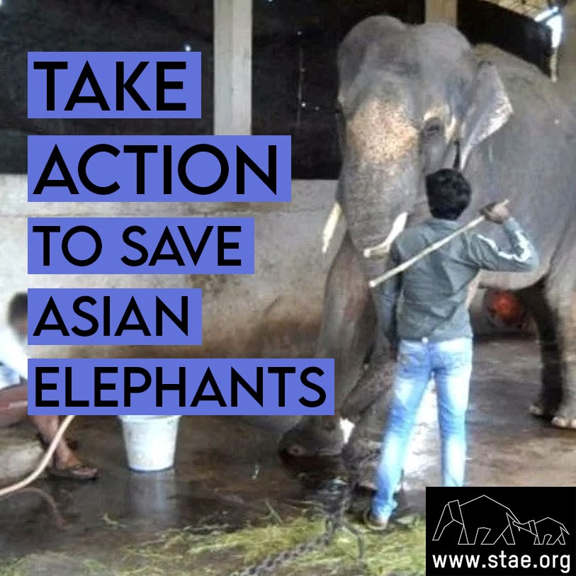 PLEASE sign and share STAE’s petition to help protect Asian elephants from brutal tourism abuse. 
NEW LAW NOW!  
bit.ly/STAEpetition
<a href="/StanleyPJohnson/">Stanley Johnson</a>  <a href="/4Apes/">Ian Redmond</a>  <a href="/dan710ths/">Dan Richardson</a>  <a href="/topsy_tee/">Tracy K</a>