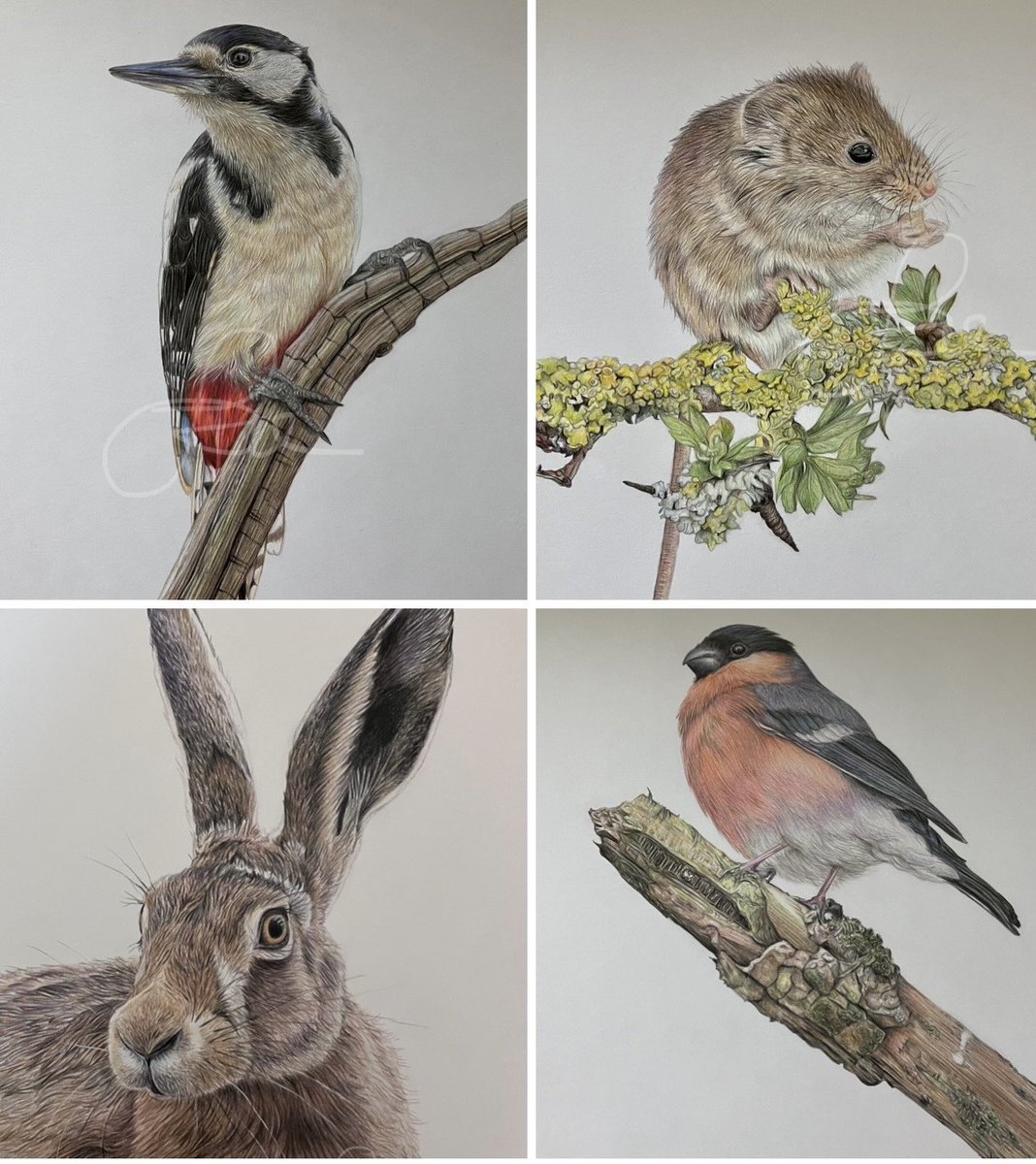 These originals are also now available and looking for forever homes. #art #wildlife #drawing