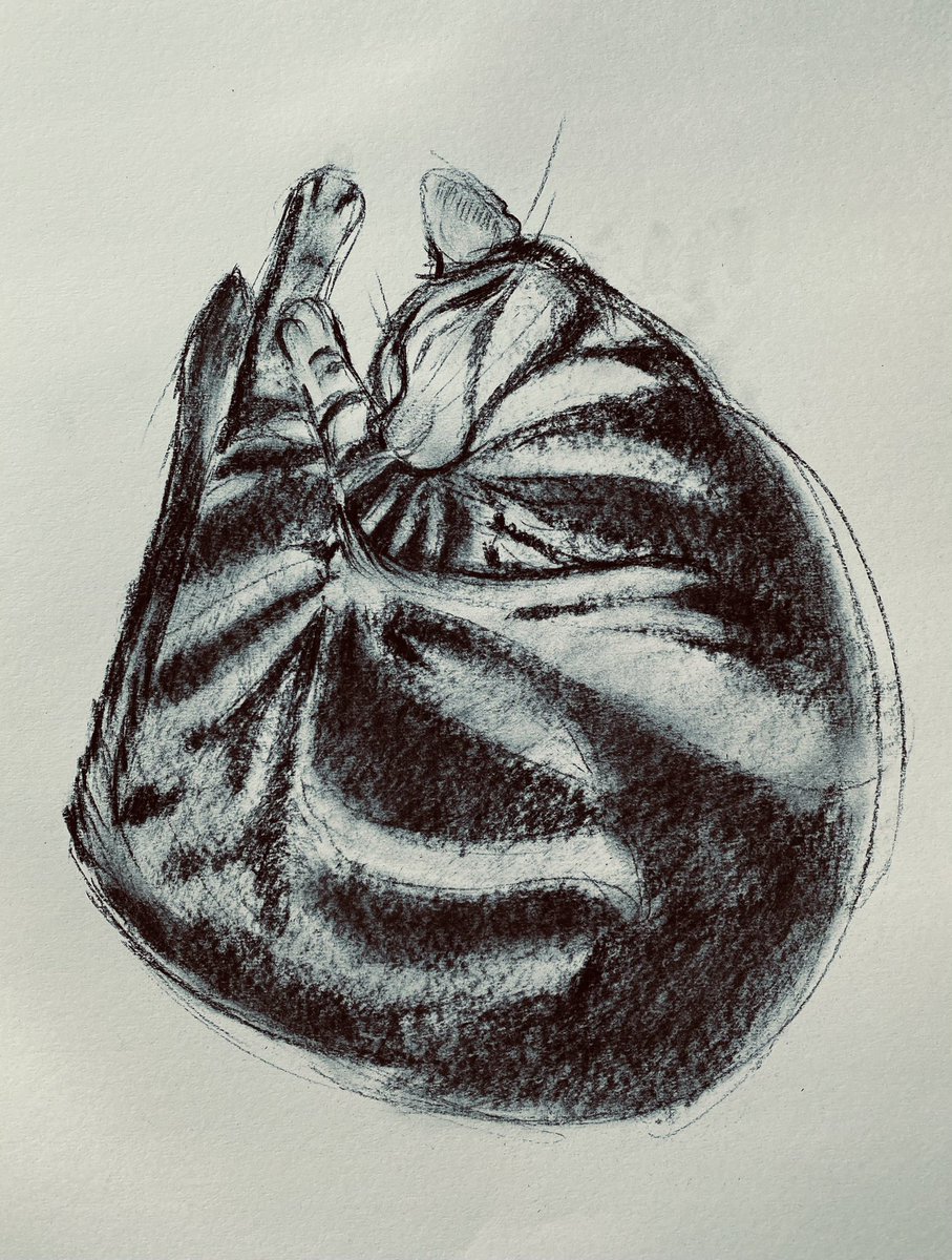 catherinebart00's tweet photo. This is what’s happening. A cat. Must draw him before he twitches. Charcoal on paper. Quick! https://t.co/N5U0TyQOny