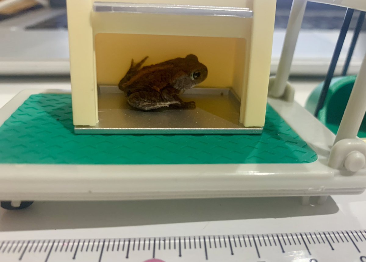 toad_tadpole's tweet photo. だいちゃん3cmになりました🐸🎉わーい🙌
コロナで一緒の時間が増えたから?LOVEマシマシ週でした🤭💓
#Miyakotoad
#toadlet https://t.co/T6pYmXxnbd