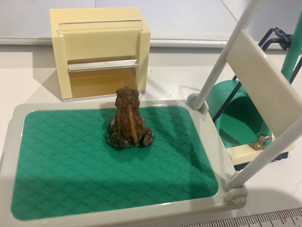 toad_tadpole's tweet photo. だいちゃん3cmになりました🐸🎉わーい🙌
コロナで一緒の時間が増えたから?LOVEマシマシ週でした🤭💓
#Miyakotoad
#toadlet https://t.co/T6pYmXxnbd