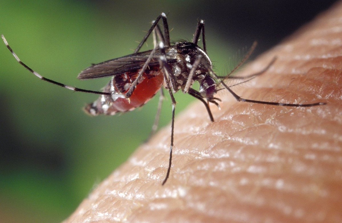 Detectan circulación del virus de la Fiebre del Nilo en varios municipios de la provincia de Sevilla

andaluciactual.com/detectan-circu…
