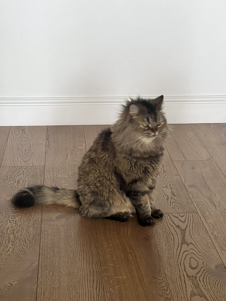 Это пушистый пидараз, испортил провод от зарядки часов, которым даже 1 недели нет.