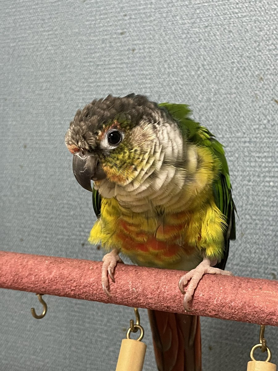 루리 털이 뽀송해졌어요~