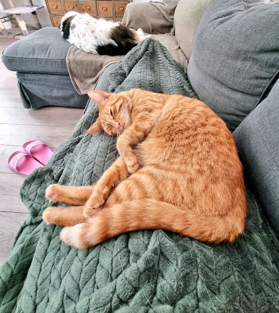 Poppetje0906's tweet photo. Ah kijk nou, en het is niet eens etenstijd 🤭😍🥰 #Jimmy #opschoot #CatsOfTwitter #CatsOnTwitter https://t.co/Rz0XTLybf2