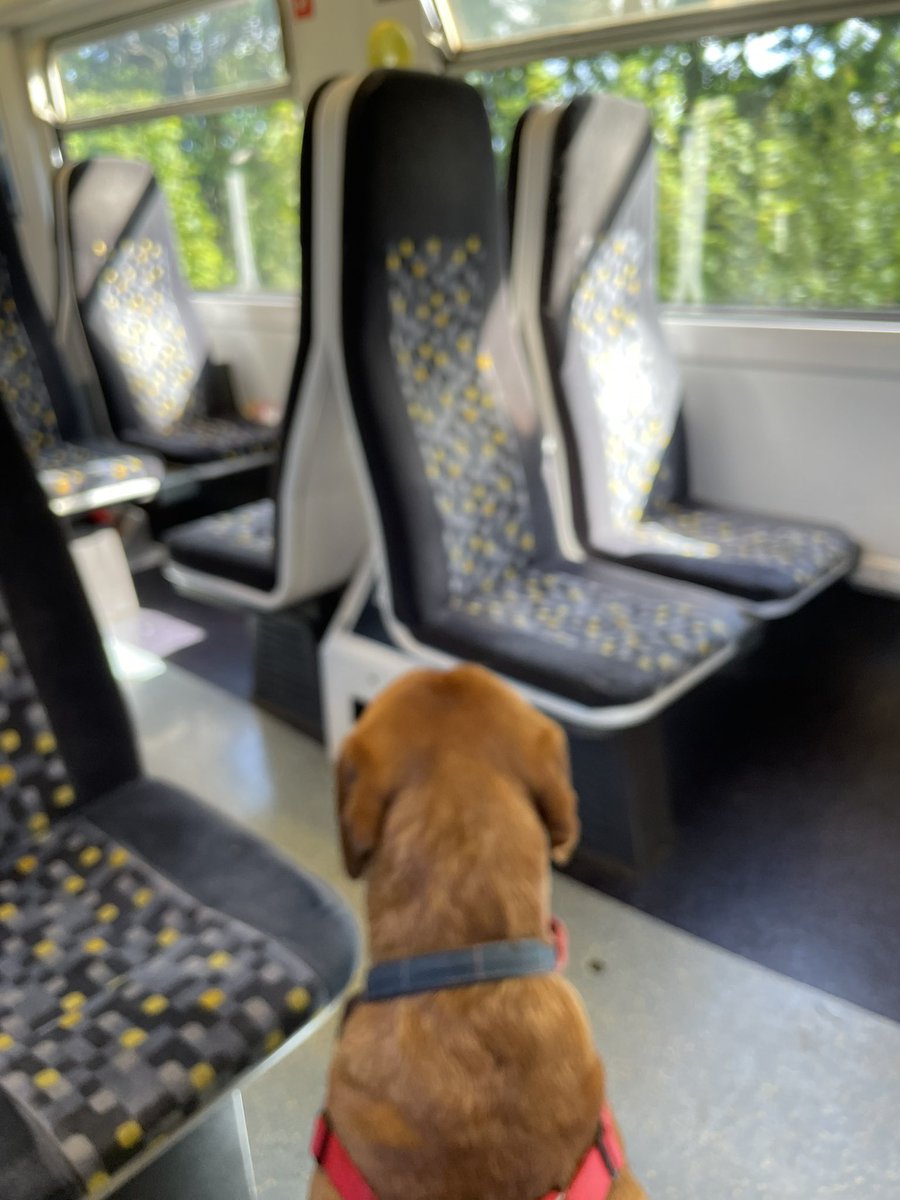 HartleyLarge's tweet image. Dexters first train journey! Huge thanks to @merseyrail for being so accommodating!