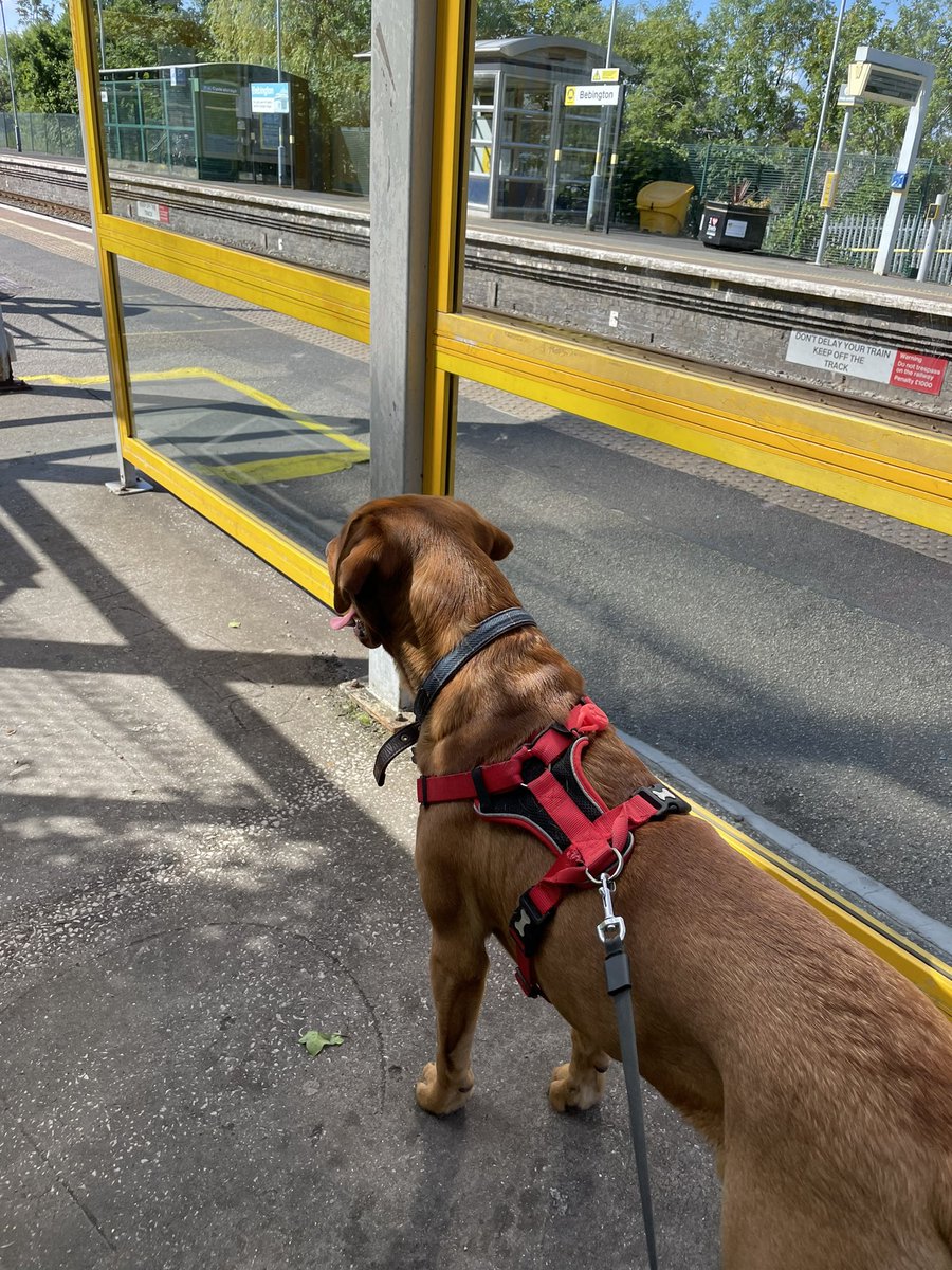 HartleyLarge's tweet image. Dexters first train journey! Huge thanks to @merseyrail for being so accommodating!